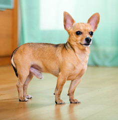 Moscow Toy Terrier