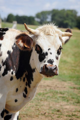 Vache