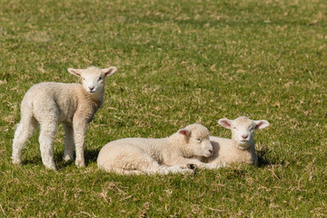 Naklejka na ściany i meble resting lambs