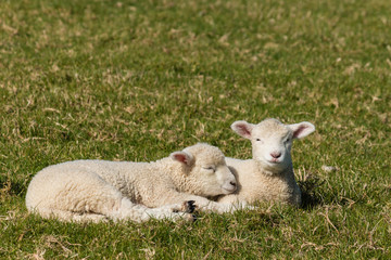 Naklejka na ściany i meble two lambs resting on grass