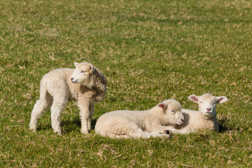 Obraz premium three little lambs
