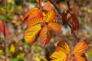 Fototapeta na wymiar impression of leaves and autumn colors