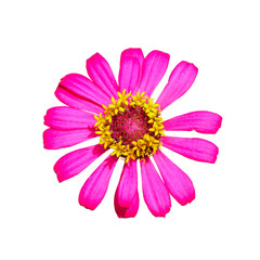 Isolated top view of pink Zinnia flower
