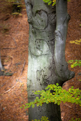 silver-beech tree trunks against the dry leaves