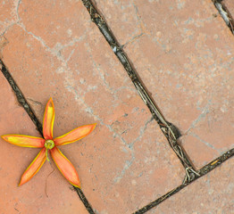 Fallen Flower on the rock floor