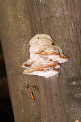 Closeup of tinder fungus on tree trunk