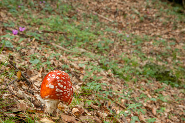 amanita bosco