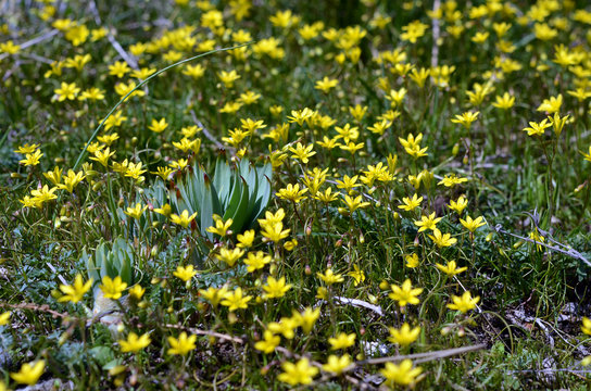Spring flowers, Gagea tenera