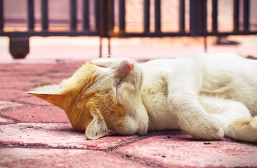 Golden-headed cat's lazy time