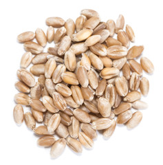 Wheat Grains (isolated on white)
