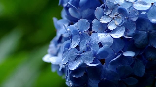 雨の日の紫陽花