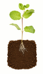 Organic Mint Herb Isolated