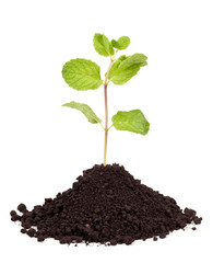 Organic Mint Herb Isolated