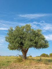 Olive Tree - 68596720