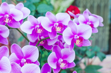 Beautiful purple orchid  phalaenopsis