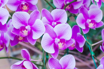 Fototapeta na wymiar Beautiful purple orchid phalaenopsis