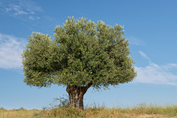Lone Olive Tree