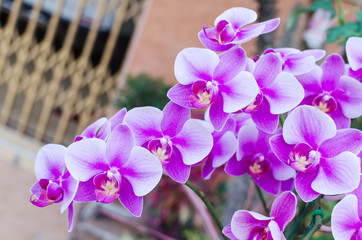 Beautiful purple orchid  phalaenopsis