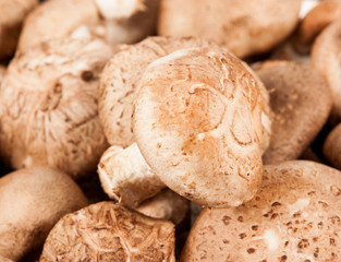 Shiitake mushrooms (Lentinula edodes).
