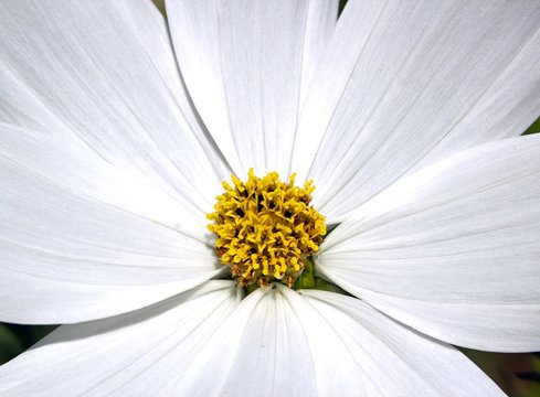 Le coeur d'une fleur blanche