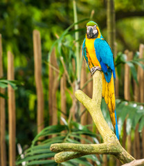 Exotic parrots sit on a branch, wildlife