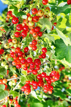 Ripe red currants on the bush