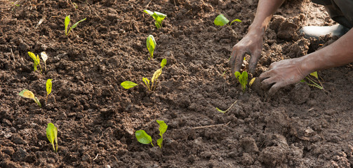 hands planting a seedling into soil