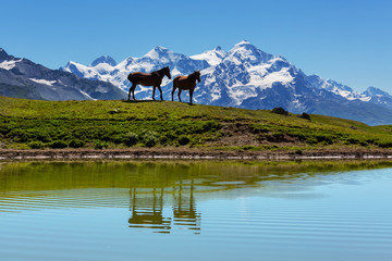 Horse in mountains
