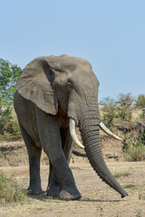 Fototapeta na wymiar Kenia-Elefant-19584