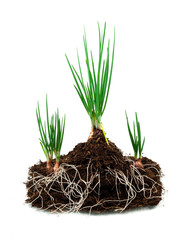 Onion Growing plant with underground root visible