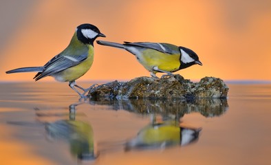 Great tit in water.