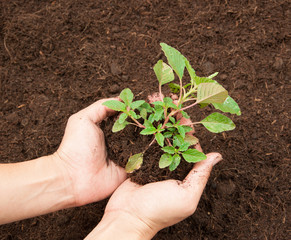 Hands holding sapling in soil surface