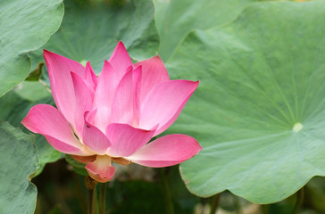 lotus flower