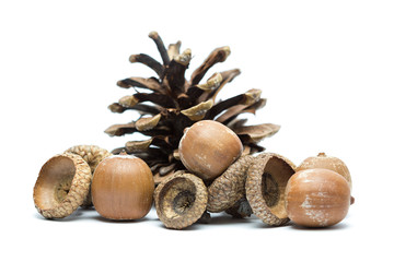 Acorns and pine cone