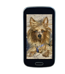 Smart-phote screen with lovely dog
