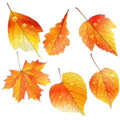 Set of colorful autumn leaves.