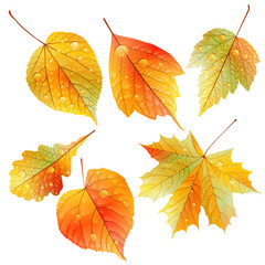 Set of colorful autumn leaves.