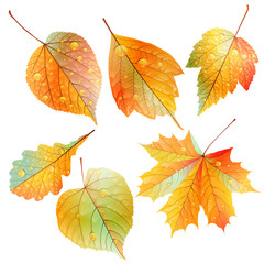 Set of colorful autumn leaves.