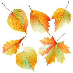 Set of colorful autumn leaves.