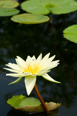 beautiful lotus in pond