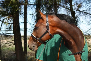 Crédence de cuisine en verre imprimé Léquitation Latvian breed bay horse in green coat portrait in summer