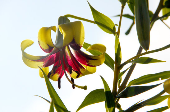Lily