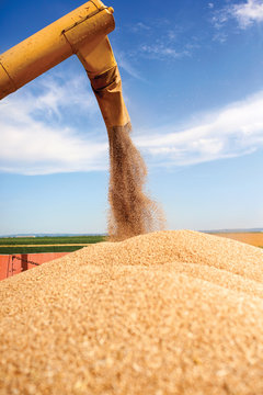 Unloading A Bumper Crop Of Wheat After Harvest