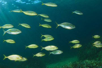 Fish School Mediterranean Sea