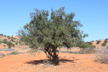 Moroccan argan tree