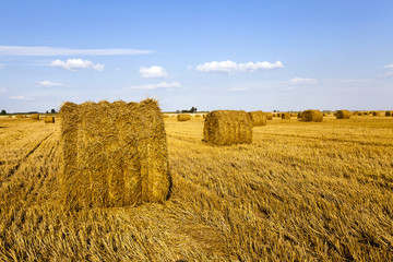 Fototapeta premium agricultural field on which grow up also the harvest wheat