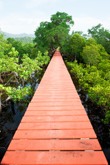 Wood Boardwalks mangrove forest