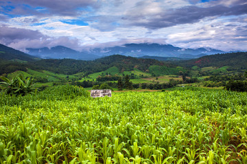 Fototapeta na wymiar Corn fields in northern Thailand