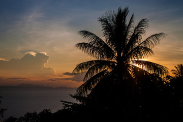 Fototapeta na wymiar Sunset behind a palm in Thailand