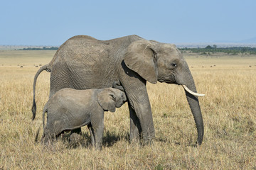 Kenia-Elefant-19986